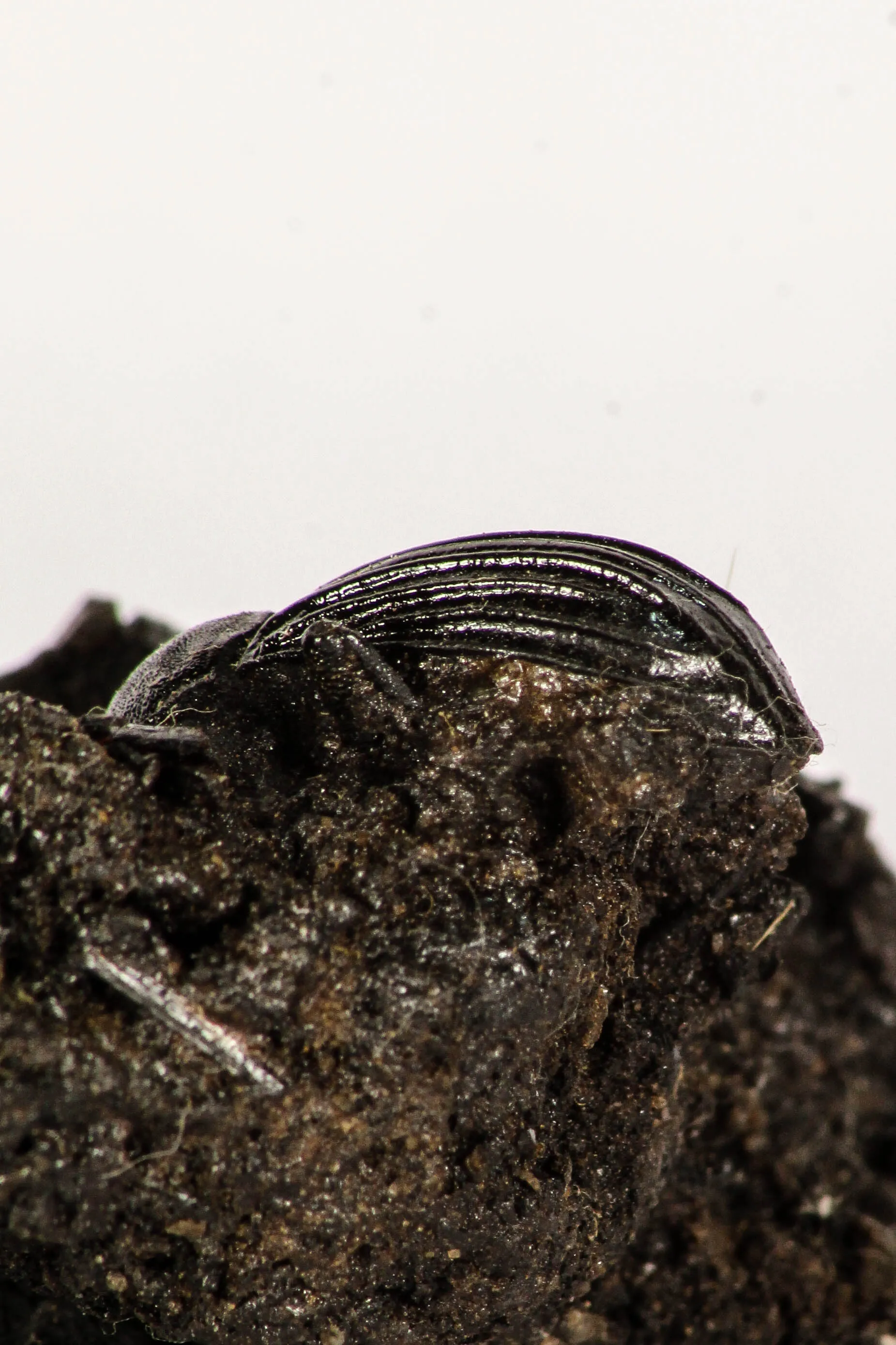 30388 - Top Rare Beetle Preserved in Brea - Pleistocene Tar Pits California